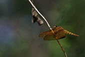 Dragonfly on a twig dragonfly,dragonflies,insect,insects,invertebrate,invertebrates,Animalia,Arthropoda,Insecta,Odonata,negative space,wings,macro,close up,sunbathing,bask,basking,shallow focus