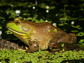 American bullfrog in a pond frog,frogs,frogs and toads,amphibian,amphibians,aquatic,freshwater,pond,lake,ponds and lakes,water,green,close up,American,America,Americas,American bullfrog,Lithobates catesbeianus,Ranidae,Ranids,Cho