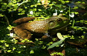 American bullfrog in a pond frog,frogs,frogs and toads,amphibian,amphibians,aquatic,freshwater,pond,lake,ponds and lakes,water,green,close up,American,America,Americas,American bullfrog,Lithobates catesbeianus,Ranidae,Ranids,Cho