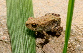 American toad on the ground, the blade of grass shows its small size toad,toads,frogs and toads,amphibian,amphibians,Animalia,Chordata,Amphibia,Anura,Bufonidae,Anaxyrus americanus,American toad,American,America,close up,macro,shallow focus