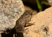 American toad camouflaged against rock toad,toads,frogs and toads,amphibian,amphibians,Animalia,Chordata,Amphibia,Anura,Bufonidae,Anaxyrus americanus,American toad,American,America,close up,macro