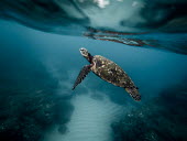 Green turtle swimming over coral reef marine,marine life,sea,sea life,ocean,oceans,water,underwater,aquatic,sea turtle,sea turtles,turtle,turtles,shell,reptile,reptiles,close up,carapace,flipper,flippers,reef,reef life,shallow focus,swimm