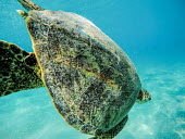 Green turtle diving to the sea bed marine,marine life,sea,sea life,ocean,oceans,water,underwater,aquatic,sea turtle,sea turtles,turtle,turtles,shell,reptile,reptiles,close up,carapace,swimming,swim,Green turtle,Chelonia mydas,Chordates