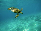 Green turtle diving to the sea bed marine,marine life,sea,sea life,ocean,oceans,water,underwater,aquatic,sea turtle,sea turtles,turtle,turtles,shell,reptile,reptiles,blue,swimming,flipper,flippers,swim,Green turtle,Chelonia mydas,Chord