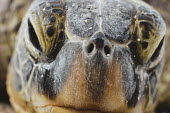 Close up of a green turtle's face marine,marine life,sea,sea life,ocean,oceans,aquatic,sea turtle,sea turtles,turtle,turtles,reptile,reptiles,face,close up,macro,beak,mouth,nose,nostrils,head,Green turtle,Chelonia mydas,Chordates,Chor