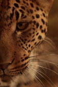 Portrait of a leopard cat,cats,feline,felidae,predator,carnivore,big cat,big cats,apex,vertebrate,mammal,mammals,terrestrial,Africa,African,savanna,savannah,safari,eye,eyes,whiskers,snout,face,close up,shallow focus,portra