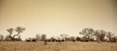 A herd of blue wildebeest passing a treeline herbivores,herbivore,vertebrate,mammal,mammals,terrestrial,Africa,African,savanna,savannah,safari,cattle,ungulate,bovine,wildebeest,herd,group,landscape,negative space,grassland,wildebeests,Blue wilde