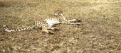 A cheetah resting on the ground cat,cats,feline,felidae,predator,carnivore,big cat,big cats,apex,vertebrate,mammal,mammals,terrestrial,Africa,African,savanna,savannah,safari,pattern,patterned,spots,looking at camera,relax,relaxing,n