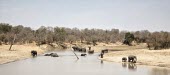 A herd of African elephant drinking and bathing in a river mastodon,mastodons,mammoth,mammoths,elephant,elephants,herbivores,herbivore,vertebrate,mammal,mammals,terrestrial,Africa,African,savanna,savannah,safari,river,stream,rivers and streams,water hole,bath