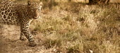 Leopard walking cat,cats,feline,felidae,predator,carnivore,big cat,big cats,apex,vertebrate,mammal,mammals,terrestrial,Africa,African,savanna,savannah,safari,pattern,patterned,camouflage,negative space,Leopard,Panthe