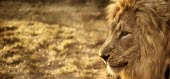 Portrait of a male lion cat,cats,feline,felidae,predator,carnivore,big cat,big cats,lions,apex,vertebrate,mammal,mammals,terrestrial,Africa,African,savanna,savannah,male,mane,portrait,face,close up,shallow focus,negative spa
