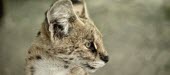 Portrait of a serval cat,cats,feline,felidae,predator,carnivore,small cat,small cats,vertebrate,mammal,mammals,terrestrial,Africa,African,savanna,savannah,portrait,face,close up,ears,profile,Serval,Leptailurus serval,Feli