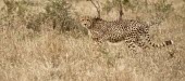 Cheetah walking through the grass cat,cats,feline,felidae,predator,carnivore,big cat,big cats,apex,vertebrate,mammal,mammals,terrestrial,Africa,African,savanna,savannah,safari,pattern,patterned,spots,looking at camera,grassland,Cheeta