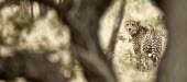 Cheetah walking through the grass looks back at the camera cat,cats,feline,felidae,predator,carnivore,big cat,big cats,apex,vertebrate,mammal,mammals,terrestrial,Africa,African,savanna,savannah,safari,pattern,patterned,spots,looking at camera,shallow focus,Ch