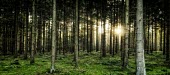 Evening sun light streaming through woodland woodland,woods,trees,tree,flora,pine,pine forest,forest,forests,sun,sunlight,rays,sunshine,evening,landscape,habitat,green,wood,habitats