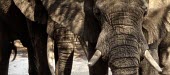 Close up of elephant at a waterhole mastodon,mastodons,mammoth,mammoths,elephant,elephants,herbivores,herbivore,vertebrate,mammal,mammals,terrestrial,Africa,African,savanna,savannah,safari,water hole,tusk,tusks,trunk,face,portrait,water