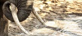Close up of an elephants trunk and tusks mastodon,mastodons,mammoth,mammoths,elephant,elephants,herbivores,herbivore,vertebrate,mammal,mammals,terrestrial,Africa,African,savanna,savannah,safari,water hole,drinking,drink,tusk,tusks,trunk,Afri
