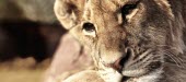 Close up of a lion resting cat,cats,feline,felidae,predator,carnivore,big cat,big cats,lions,vertebrate,mammal,mammals,terrestrial,Africa,African,savanna,savannah,safari,relax,relaxing,nap,rest,resting,lying,face,close up,portr