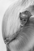 monkey,monkeys,primate,primates,langur,shallow focus,baby,child,young,juvenile,mother and child,cute,black and white,face,close up,portrait,grey langur,Gray langur,Semnopithecus hector,Chordates,Chord