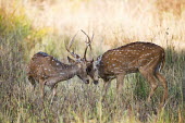Two chital butting heads herbivores,herbivore,vertebrate,mammal,mammals,terrestrial,ungulate,deer,ruminant,spotted deer,horned,horns,grass,field,shallow focus,head butt,head butting,behaviour,male,males,aggression,Chital,Axis axis,Chordates,Chordata,Mammalia,Mammals,Cervidae,Deer,Even-toed Ungulates,Artiodactyla,Axis deer,Indian spotted deer,Cerf Axis,Asia,South America,Forest,Animalia,Axis,Grassland,Temperate,Europe,Scrub,Least Concern,Australia,Herbivorous,Cetartiodactyla,Soil,Terrestrial,North America,axis,IUCN Red List