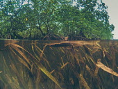 Enhalus acroides sea grass next to mangroves sea,seagrass,sea grass,grass,shallows,water,sea life,pasture,food,ecosystem,environment,habitat,nursery,tropical,coastal,coast,plant,plants,plantlife,plantae,flora,marine,photosynthetic,photosynthesis