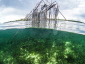 Sero (local Indonesian term for fish fences) contribute to overfishing in the seagrass sea,seagrass,sea grass,grass,shallows,water,sea life,pasture,tropical,overfishing,fishing,fishing practices,net,fishing net,destructive,threat,gear,harmful,Asia,ocean,oceans,man,humans,impact,industry