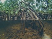 The edge of a mangrove showing roots into the sea floor shallows,water,sea life,pasture,food,ecosystem,environment,habitat,nursery,tropical,coastal,coast,plant,plants,plantlife,plantae,flora,marine,photosynthetic,photosynthesis,mangrove,mangroves,prop root