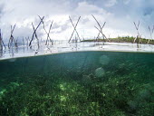 Sero (local Indonesian term for fish fences) contribute to overfishing in the seagrass sea,seagrass,sea grass,grass,shallows,water,sea life,pasture,tropical,overfishing,fishing,fishing practices,net,fishing net,destructive,threat,gear,harmful,Asia,ocean,oceans,man,humans,impact,industry