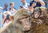 Barbary macaque with baby in tourist attraction macaque,macaques,monkey,monkeys,baby,cute,tourist,tourism,primate,primates,mother,parent,humans,human,people,Barbary macaque,Macaca sylvanus,Primates,Old World Monkeys,Cercopithecidae,Mammalia,Mammals