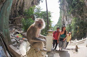 Crab-eating macaque at tourist attraction people,humans,tourists,tourist,tourism,monkey,monkeys,primates,primate,macaques,litter,rubbish,pollution,fisheye,fisheye lens,Crab-eating macaque,Macaca fascicularis,Mammalia,Mammals,Chordates,Chordat