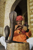 Snake charmer with two Indian cobras in striking pose snake,snakes,snake charming,animal welfare,tourism,tourist attraction,cruel,cruelty,snake charmer,animal entertainment,Indian cobra,Naja naja,Elapidae,Elapids,Chordates,Chordata,Reptilia,Reptiles,Squa