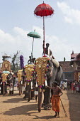 Decorated elephants at the Tripunithura Temple in a ceremony elephant,elephant ride,festival,celebration,animal cruelty,animal welfare,chain,chained up,animal entertainment,cruel,cruelty,elephants,India,mahout,people,human,humans,Asian elephant,Elephas maximus,
