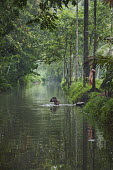 Indian man having his morning bath in a beautiful peaceful canal on Kerala backwaters human,people,people interacting with nature,river,water,stream,washing,wash,natural world,Tranquil scene,Beauty in nature