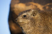 Rock hyrax keeping watch at sentry Rock Hyrax,dassie,mammal,animal,animals,outdoors,Namibia,Africa,Southern Africa,rocks,daytime,Hyrax,close-up view,cute,rock,rodent,wildlife,South Africa,face,head,eyes,Procavia capensis,Rock hyrax,Hyr
