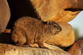 Rock hyrax keeping watch at sentry Rock Hyrax,dassie,mammal,animal,animals,outdoors,Namibia,Africa,Southern Africa,rocks,daytime,Hyrax,close-up view,cute,rock,rodent,wildlife,South Africa,sunset,Procavia capensis,Rock hyrax,Hyraxes,Pro