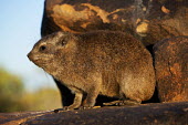 Rock hyrax keeping watch at sentry Rock Hyrax,dassie,mammal,animal,animals,Namibia,Africa,Southern Africa,rocks,daytime,Hyrax,close-up view,cute,rock,rodent,wildlife,South Africa,Procavia capensis,Rock hyrax,Hyraxes,Procaviidae,Chordat