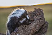 Zorilla sniffing tree crevice African skunk,skunks,skunk,stripey,striped,pattern,sniffing,searching,Zorilla,Ictonyx striatus,Mammalia,Mammals,Weasels, Badgers and Otters,Mustelidae,Carnivores,Carnivora,Chordates,Chordata,Striped p
