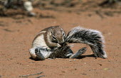 South African ground squirrel grooming tail squirrel,squirrels,ground squirrels,grooming,cleaning,tail,clean,South African ground squirrel,Xerus inauris,Mammalia,Mammals,Squirrels, Chipmunks, Marmots, Prairie Dogs,Sciuridae,Rodents,Rodentia,Cho