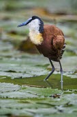 African jacana standing on lily pads bird,birds,birdlife,avian,aves,bill,plumage,legs,lily pad,pond,lake,ponds and lakes,wetland,water,wader,Actophilornis africanus,Animalia,Chordata,Charadriiformes,Jacanineae,African Jacanam,African jac