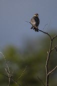 Amur falcon perching at the top of a tree in late summer female,eastern red-footed falcon,Limpopo Province,Limpopo,bird of prey,birds of prey,predator,talons,carnivore,hunter,bird,birds,birdlife,avian,aves,perch,perched,perching,sitting,shallow focus,Amur f