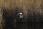 Avocet flying low over the waters of the Marievale Bird Sanctuary wild dog,hunting dog,African hunting dog,Africa,conservation,teacher,warden,human,education,learning,African wild dog,Lycaon pictus,Avocet,Recurvirostra avosetta,Aves,Birds,Chordates,Chordata,Charadri
