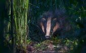 European badger searching for food on farmland wild dog,hunting dog,African hunting dog,Africa,conservation,teacher,warden,human,education,class,classroom,school,children,learning,African wild dog,Lycaon pictus,Meles meles,Badger,Carnivores,Carniv