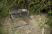 A cage trap is placed to catch a badger for bovine TB vaccination badger trap,trap,UK,conflict,peanuts,food,bait,lure,peanut,nut,nuts,man,human,cage,BTB,bovine tb,tuberculosis,agriculture,Badger,Meles meles,Carnivores,Carnivora,Mammalia,Mammals,Chordates,Chordata,We