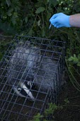 DEFRA field worker prepares bovine tuberculosis vaccine for badgers human,vaccinate,vaccination,science,badger trap,trap,UK,conflict,cage,badger,BTB,bovine tb,tuberculosis,agriculture,Badger,Meles meles,Carnivores,Carnivora,Mammalia,Mammals,Chordates,Chordata,Weasels,