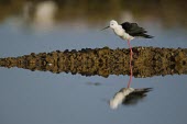 Black-winged stilt is reflected in the water of salt flats human,vaccinate,vaccination,protection,science,BTB,bovine tb,tuberculosis,agriculture,Badger,Meles meles,Himantopus himantopus,Black-winged stilt,Charadriidae,Lapwings, Plovers,Ciconiiformes,Herons Ib