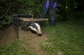 Badger exits a cage trap after being vaccinated against bovine tuberculosis badger trap,trap,UK,conflict,cage,release,BTB,bovine tb,tuberculosis,agriculture,Badger,Meles meles,Carnivores,Carnivora,Mammalia,Mammals,Chordates,Chordata,Weasels, Badgers and Otters,Mustelidae,Eura