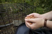 A cage trap is placed to catch a badger for bovine tuberculosis vaccination badger,mustelid,mustelids,mammal,mammals,vertebrate,vertebrates,terrestrial,fur,stripes,striped,stripy,nocturnal,foraging,forage,Meles meles,Badger,Carnivores,Carnivora,Mammalia,Mammals,Chordates,Chor