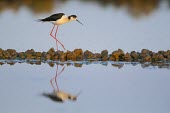Black-winged stilt is reflected in the water of salt flats male,yellow,wings,wing,winged,wingspan,aerial,nest,nesting,nest building,display,home,action,colour,shallow focus,Aves,Passeriformes,Ploceidae,Ploceus intermedius,Lesser masked weaver,Himantopus himan