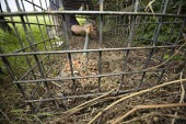 A cage trap is placed to catch a badger for bovine tuberculosis vaccination badger trap,trap,UK,conflict,peanuts,food,bait,lure,peanut,nut,nuts,man,human,cage,BTB,bovine tb,tuberculosis,agriculture,Badger,Meles meles,Carnivores,Carnivora,Mammalia,Mammals,Chordates,Chordata,We