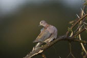 A laughing dove preens itself in an acacia tree dove,bird,peach,grey,plumage,shallow focus,branch,perch,perched,perching,looking at camera,face,profile,passerine,Laughing dove,Spilopelia senegalensis,Stigmatopelia senegalensis,Pigeons, Doves,Columb